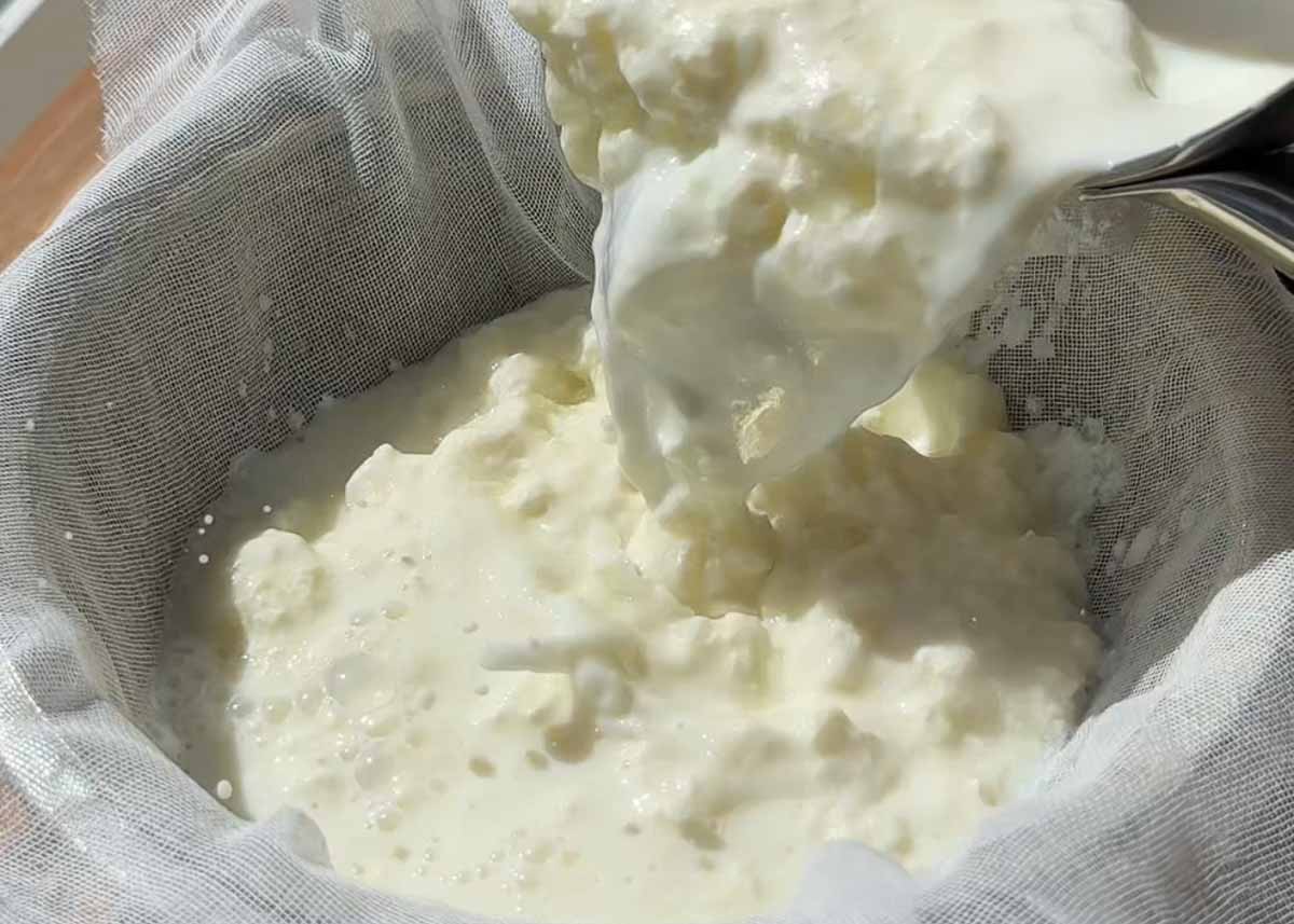 straining home-made cottage cheese