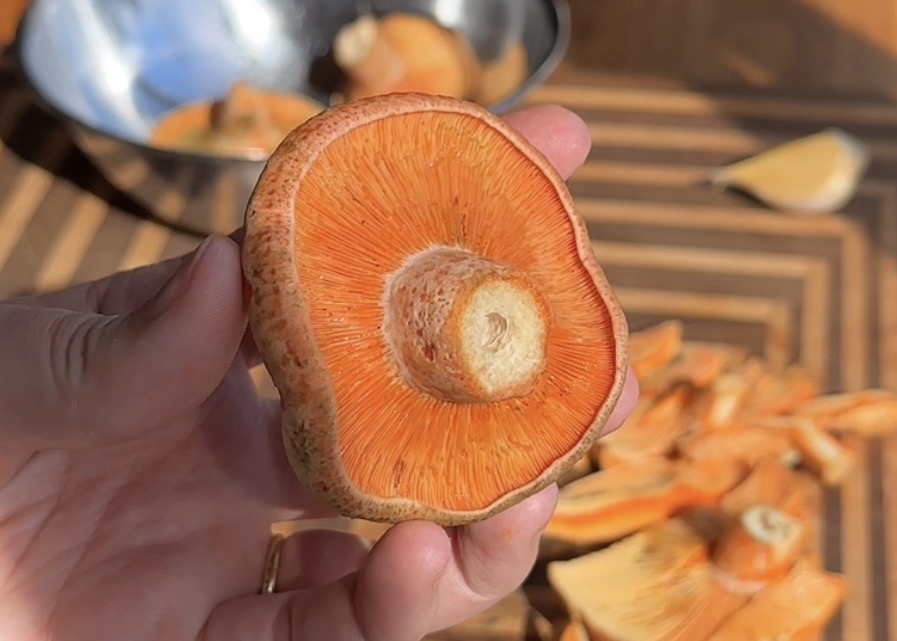 fresh foraged pine mushroom with orange gills