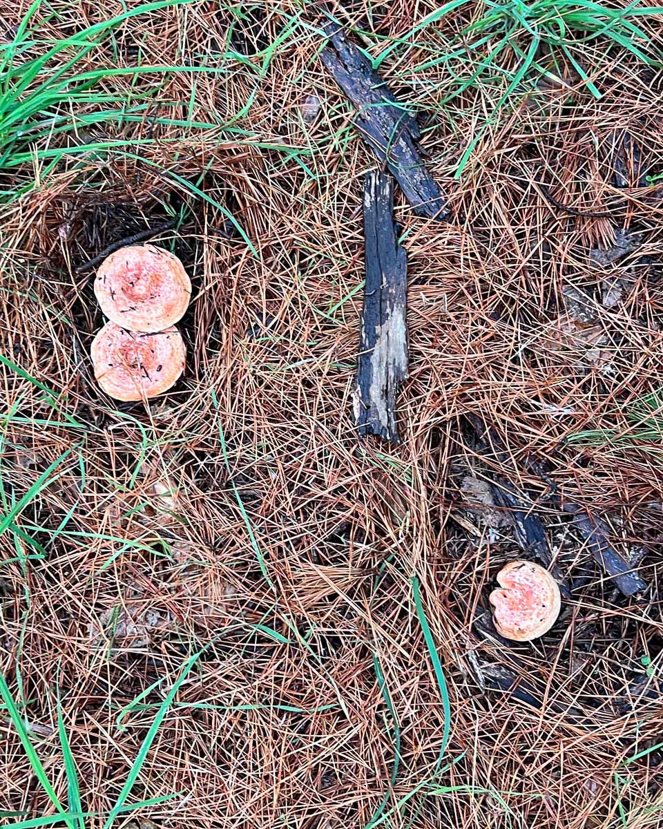 Freshly foraged pine mushrooms growing among pine needles in a forest in Victoria, Australia